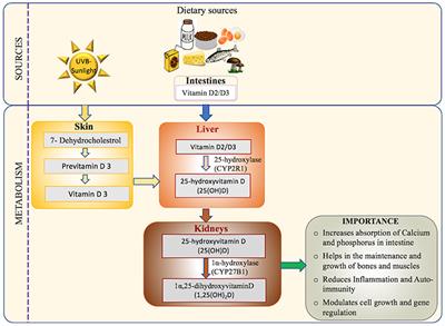 Frontiers | Vitamin D Deficiency In The Gulf Cooperation Council ...